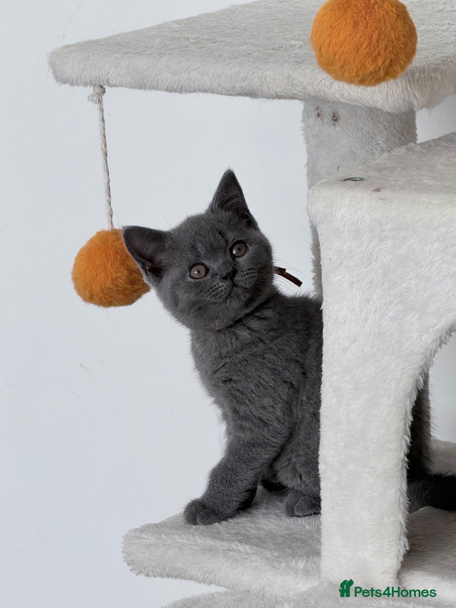 British Shorthair cats pure british shorthair kittens  - Advert 3