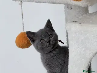 British Shorthair cats pure british shorthair kittens - Advert 3