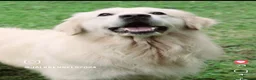 Golden Retriever dogs for sale: 5* Golden Retriver puppies in Wisbech - Advert 14