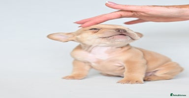 French Bulldog dogs - Advert 15