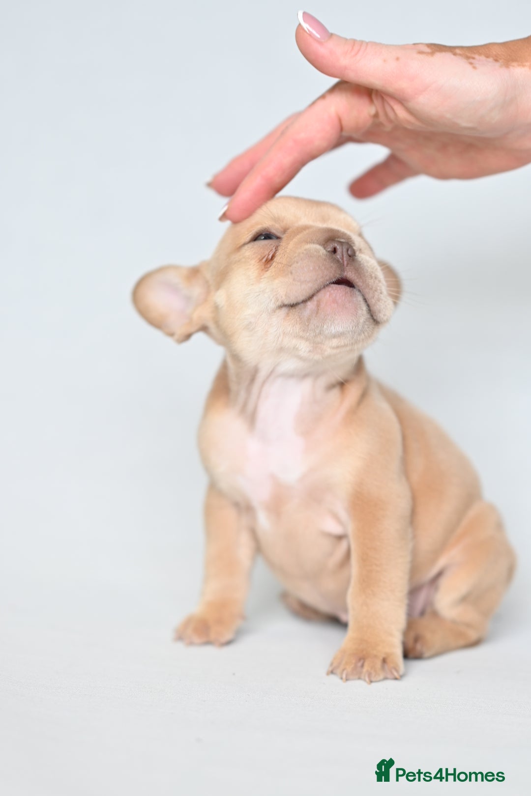French Bulldog dogs for sale: Fluffy French Bulldogs/DNA Tested Parents  - Image 3