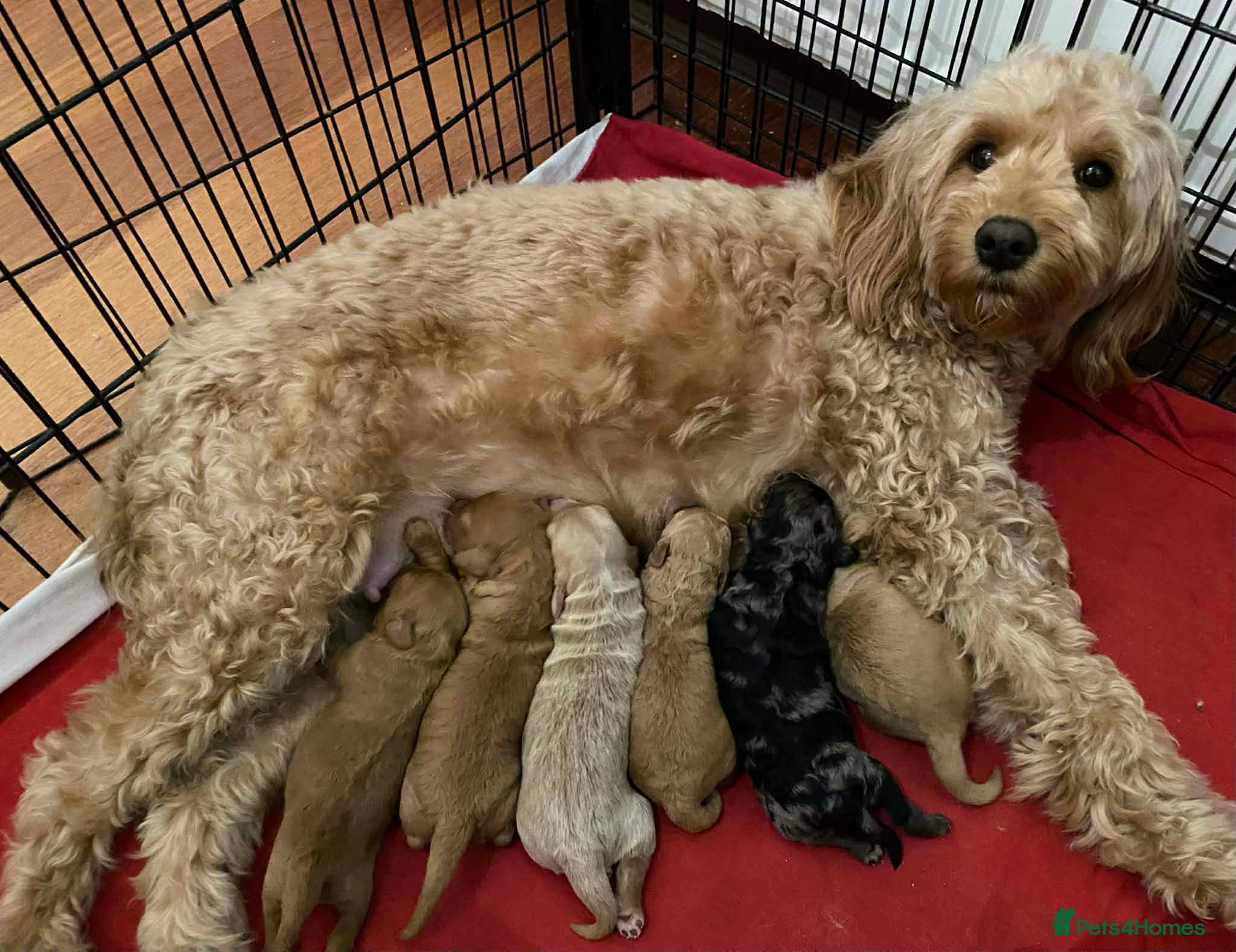 Mini Goldendoodle dogs Miniature F1b Goldendoodle puppies in Peterhead - Advert 3