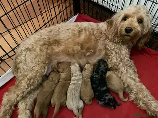 Mini Goldendoodle dogs Miniature F1b Goldendoodle puppies in Peterhead - Advert 3