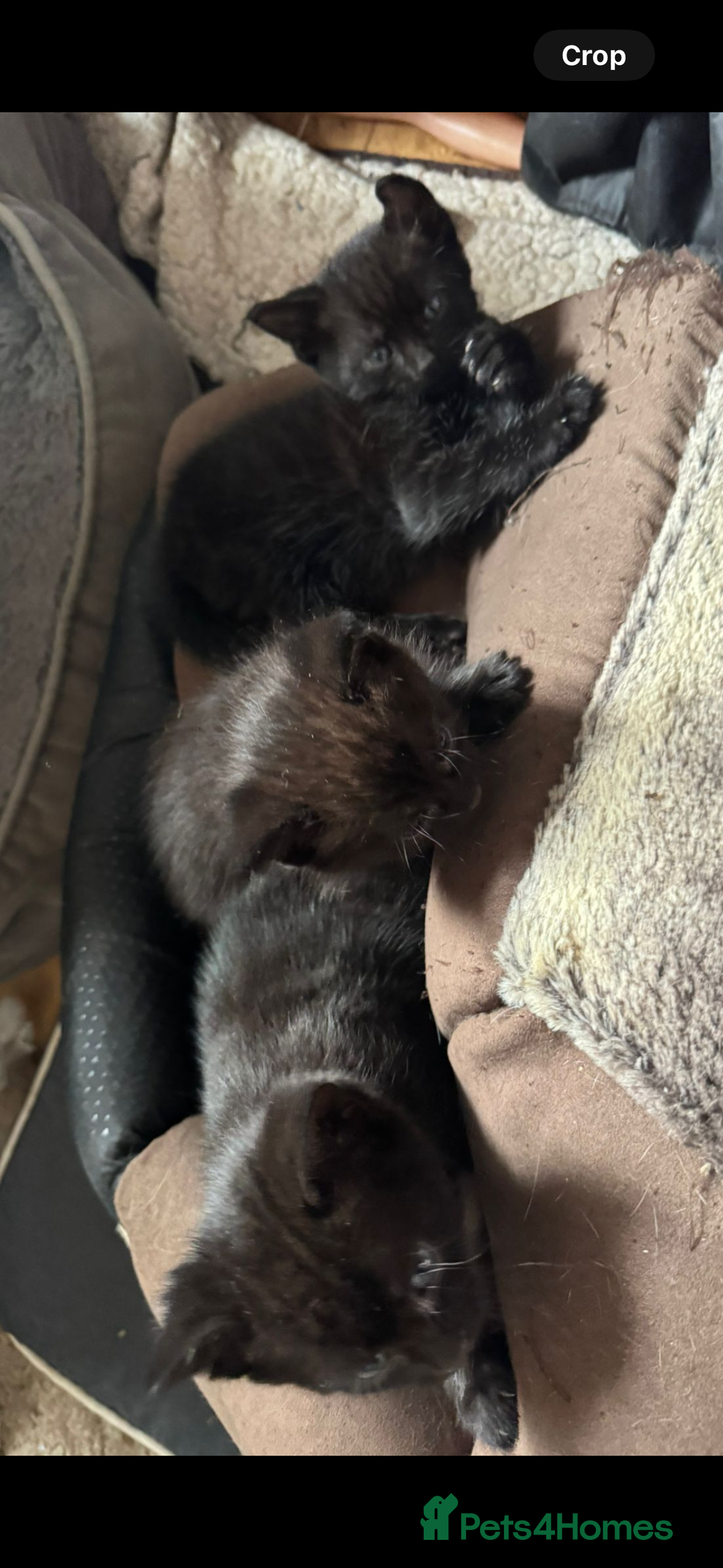 British Shorthair cats for sale: BLACK KITTENS  - Advert 4