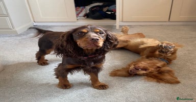 Cocker Spaniel dogs Cocker Spaniel Puppies- ready 17/12/25 - Advert 4
