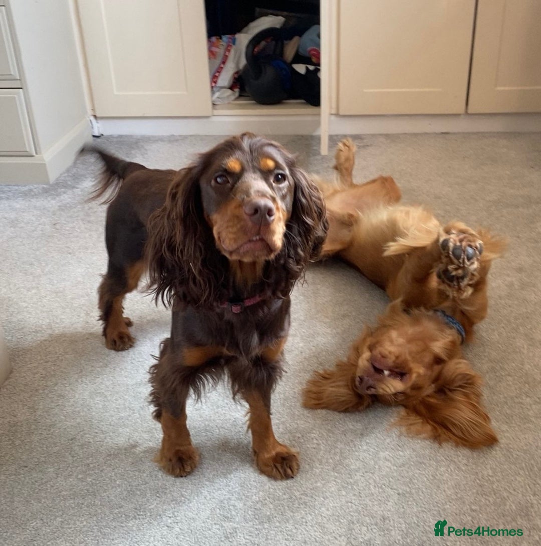 Cocker Spaniel dogs for sale: Cocker Spaniel Puppies- ready 17/12/25 - Advert 1