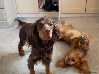 Cocker Spaniel dogs Cocker Spaniel Puppies- ready 17/12/25 - Advert 3