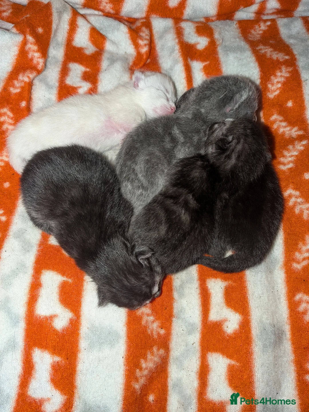 Mixed Breed cats for sale: Kittens in Plymouth - Advert 1