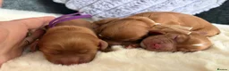Cocker Spaniel dogs for sale: 🐶KC REGISTERED COCKER SPANIEL PUPPYS🐶 - Advert 10