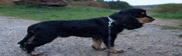 Cocker Spaniel dogs for stud: FOR STUD ONLY BLACK /TAN SHOW COCKER KC REG  - Advert 7