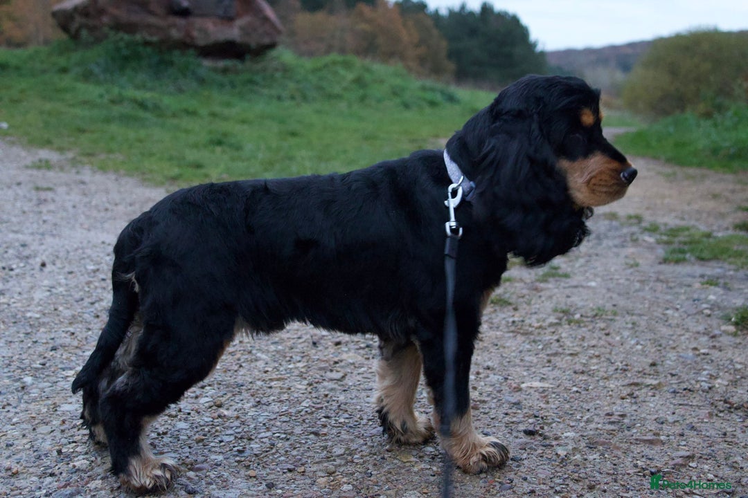 Cocker Spaniel dogs for stud: FOR STUD ONLY BLACK /TAN SHOW COCKER KC REG  - Advert 7