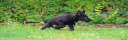 German Shepherd dogs for sale: German Shepherd puppies for sale!!! - Advert 16
