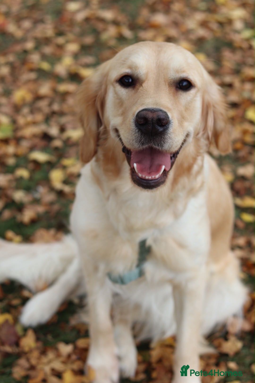 Golden Retriever dogs Golden Retriever KC registration Puppies ⭐️ - Advert 1