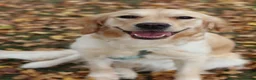 Golden Retriever dogs for sale: Golden Retriever KC registration Puppies ⭐️ - Advert 1