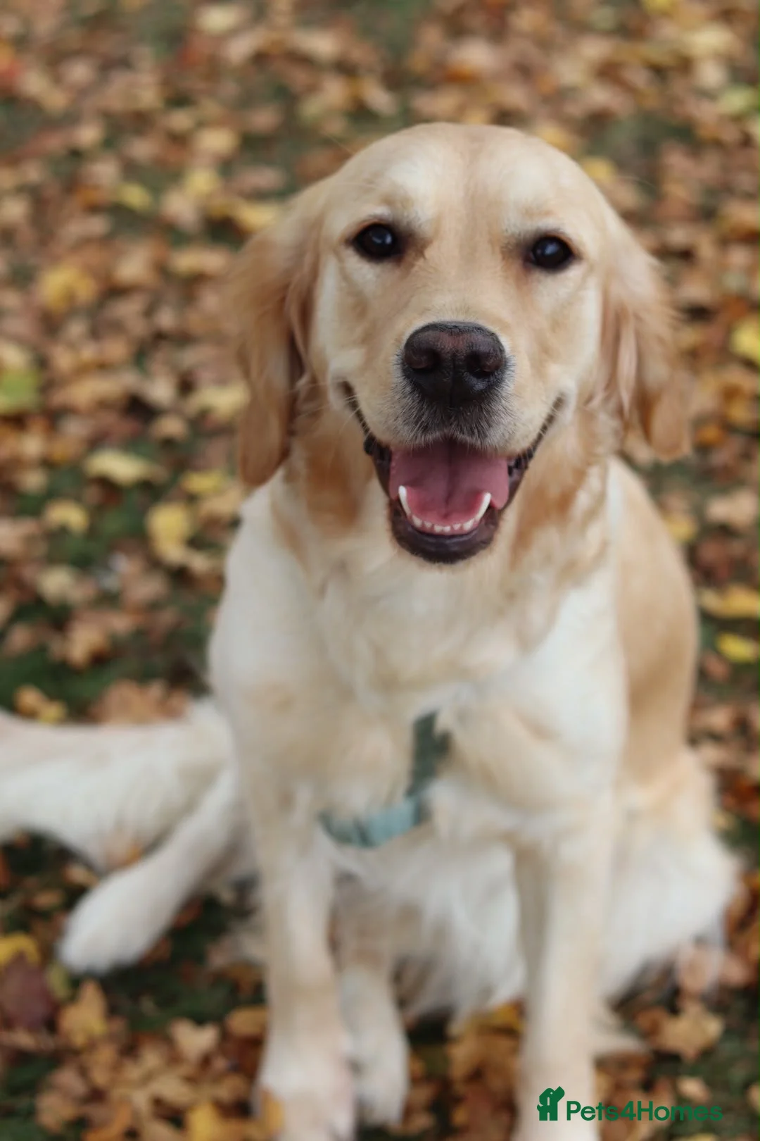 Golden Retriever dogs for sale: Golden Retriever KC registration Puppies ⭐️ - Advert 1