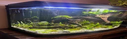 Tetras fish for sale: 280ltr curved edged fish tank  - Advert 4