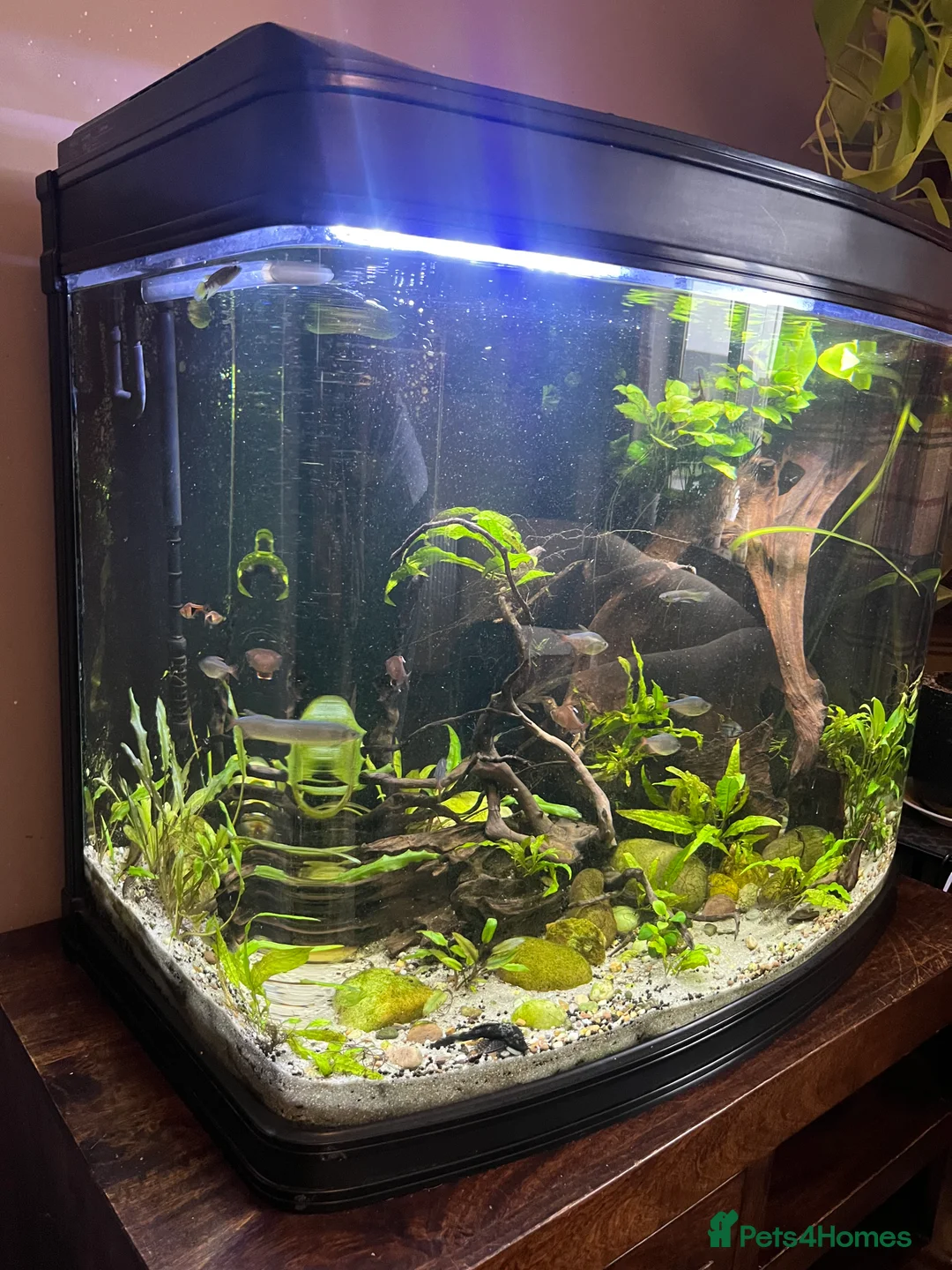 Tetras fish for sale: 280ltr curved edged fish tank  - Advert 4