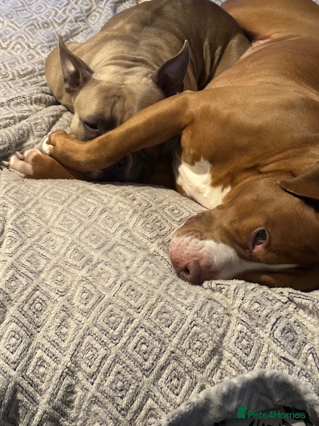 Mixed Breed dogs for sale: Pocket Bully Cross/ American Bully - Advert 14