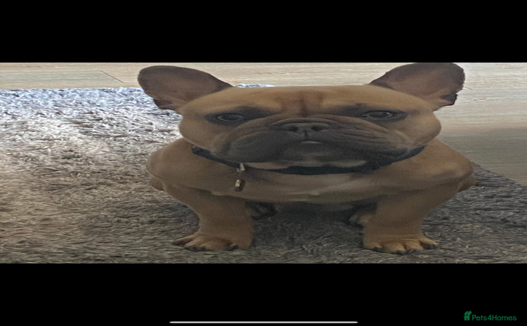 French Bulldog dogs - Advert 14