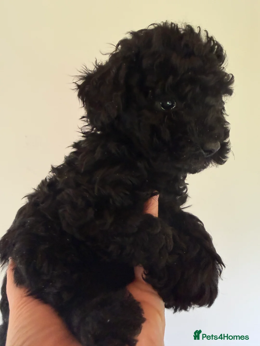 Mixed Breed dogs for sale: Poodle puppies - Advert 27