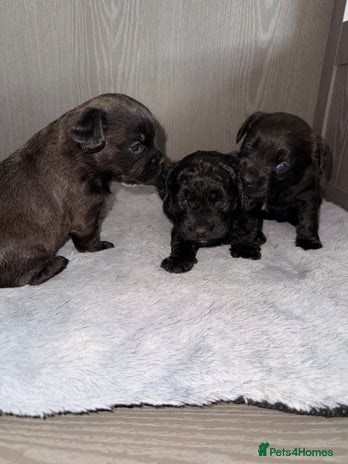 Mixed Breed dogs - Advert 13