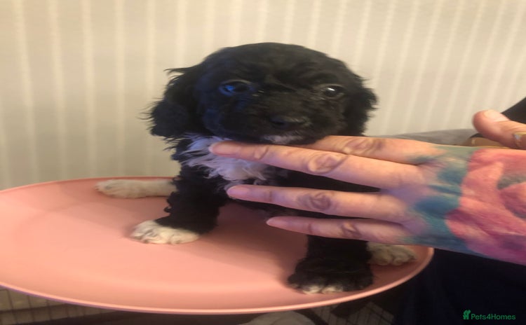 Cockapoo dogs - Advert 11