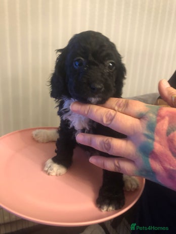 Cockapoo dogs - Advert 13