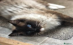 Ragdoll cats for stud: FOR STUD. Stunning GCCF reg active boy.  in Doncaster - Image 2