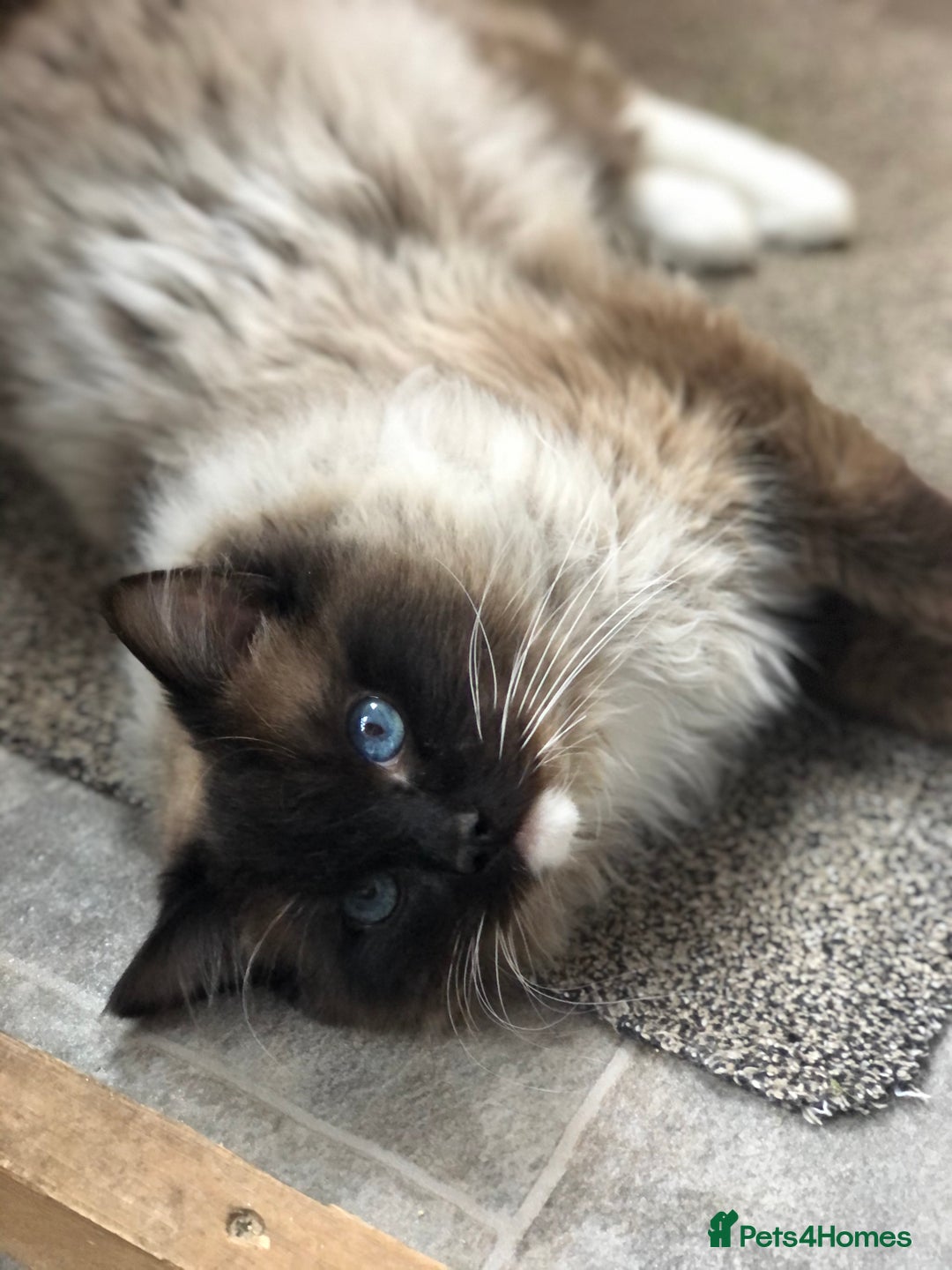 Ragdoll cats for stud: FOR STUD. Stunning GCCF reg active boy.  in Doncaster - Image 2