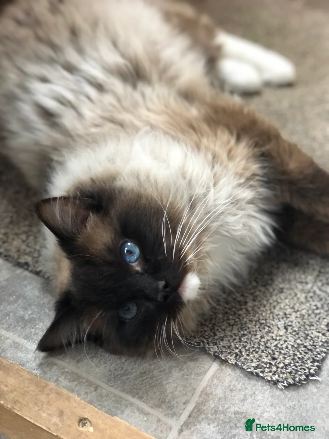 Ragdoll cats for stud: FOR STUD. Stunning GCCF reg active boy.  in Doncaster - Advert 3