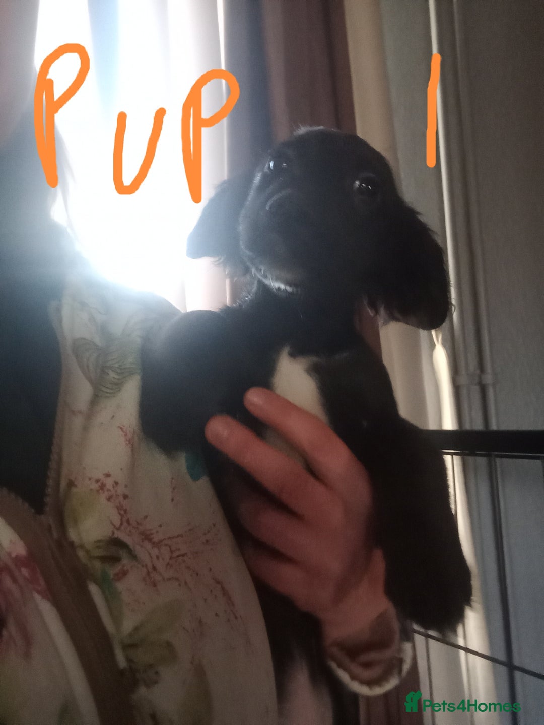 Mixed Breed dogs for sale: 3 Cockapoo x Jack Russell DNA clr Mum - Advert 12