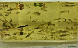Live Bearers fish for sale: Mixed sized guppys,postage or collection - Image 6