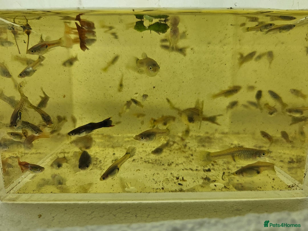 Live Bearers fish for sale: Mixed sized guppys,postage or collection - Image 6