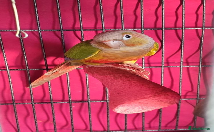 Conures birds - Advert 4