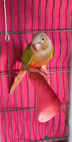 Conures birds - Advert 11