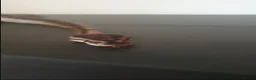 Snake reptiles for sale: Stunning Female Leopard Ball Python - Advert 6