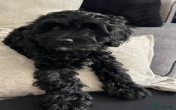 Cavapoo dogs for sale: Adorable Healthy Cavapoo Puppies  - Image 18