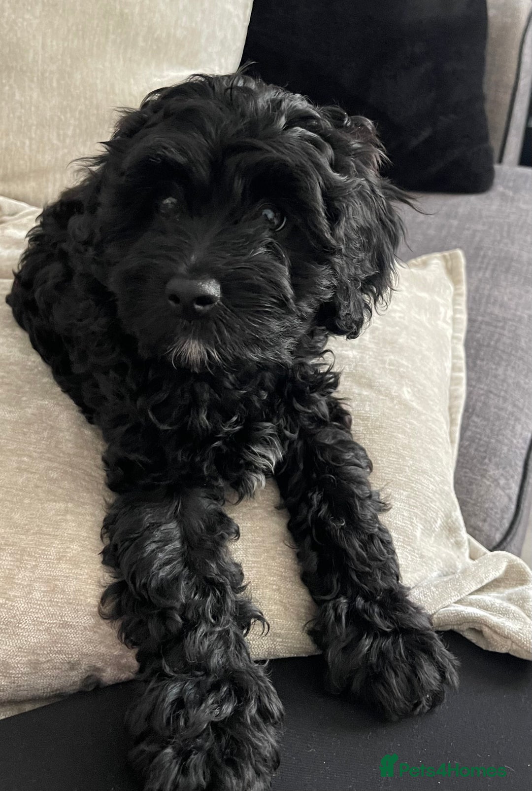 Cavapoo dogs for sale: Adorable Healthy Cavapoo Puppies  - Image 18