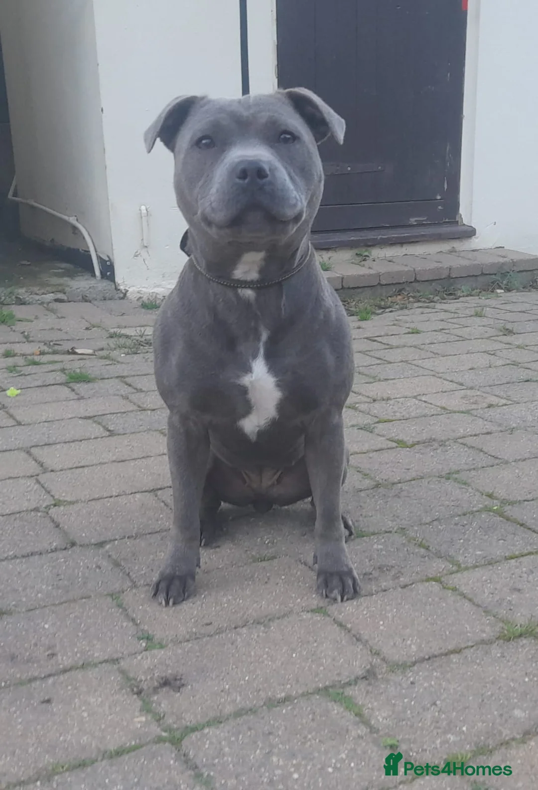 Staffordshire Bull Terrier dogs for sale: Stunning litter of black kc staffordshire bull's   - Advert 8