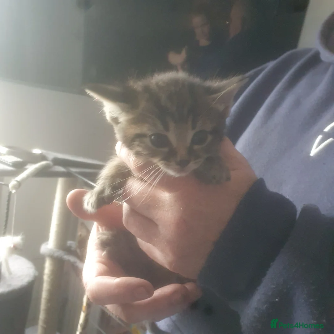 Mixed Breed cats for sale: 4 week old kittens  - Advert 1