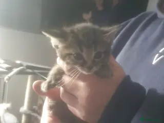 Mixed Breed cats 4 week old kittens - Advert 1