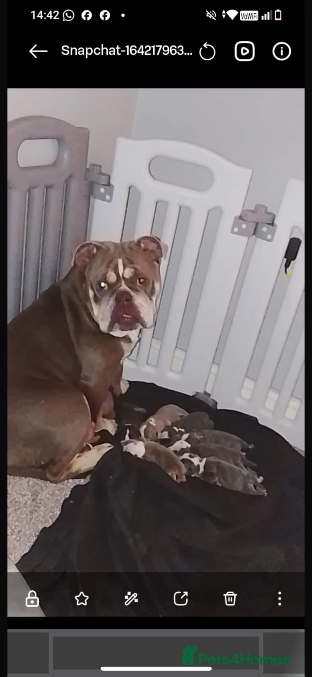 Dorset Olde Tyme Bulldogge dogs for sale: Old tyme bulldog puppies ready to go.  in Sandbach - Advert 1
