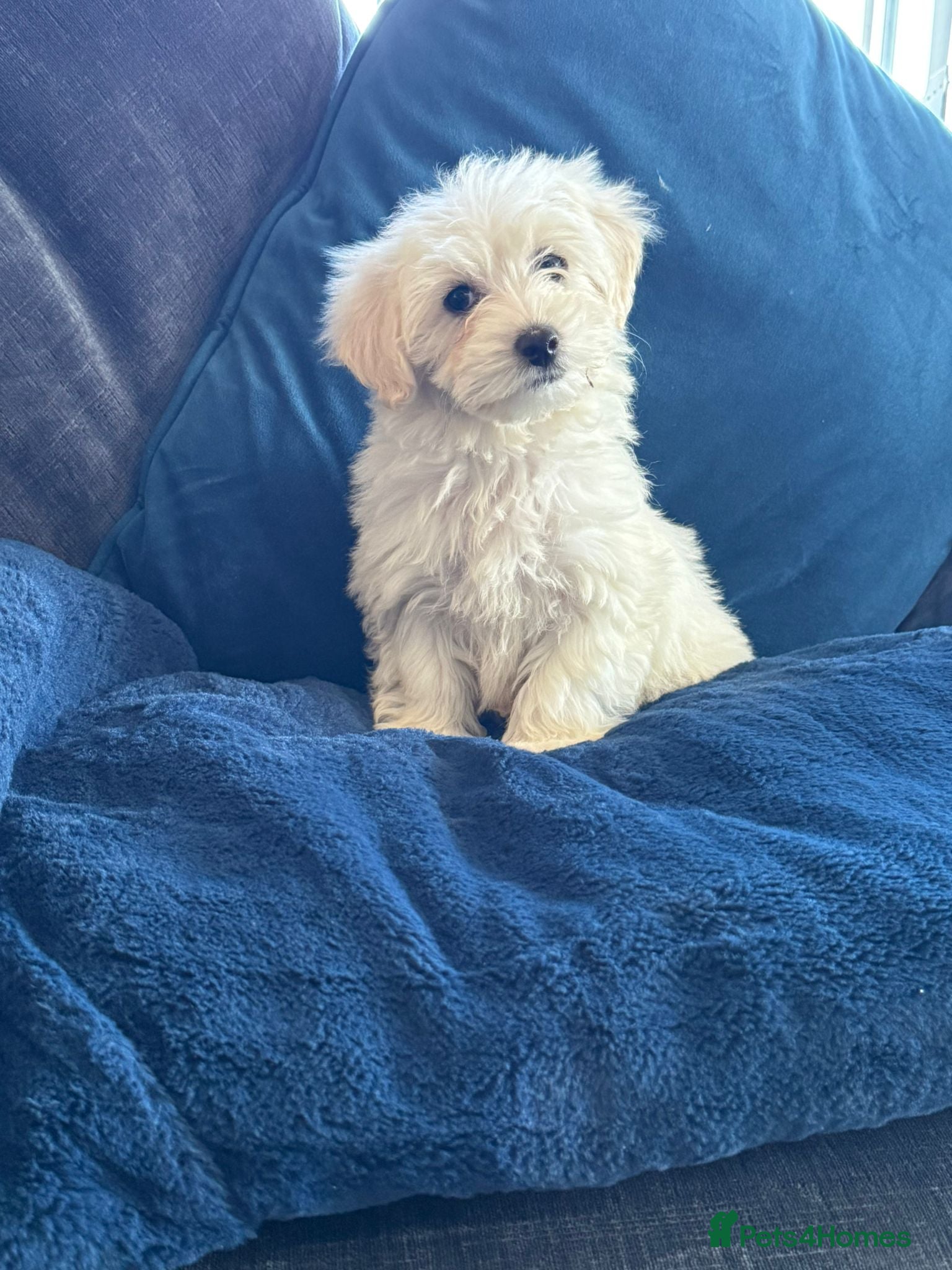 Mixed Breed dogs Cotonoodle pups ready now fully vaccinated  - Advert 1