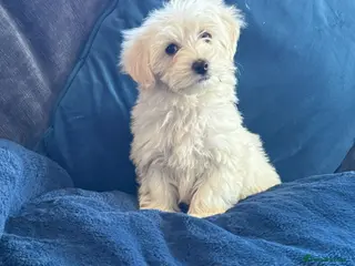 Mixed Breed dogs Cotonoodle pups ready now fully vaccinated - Advert 8