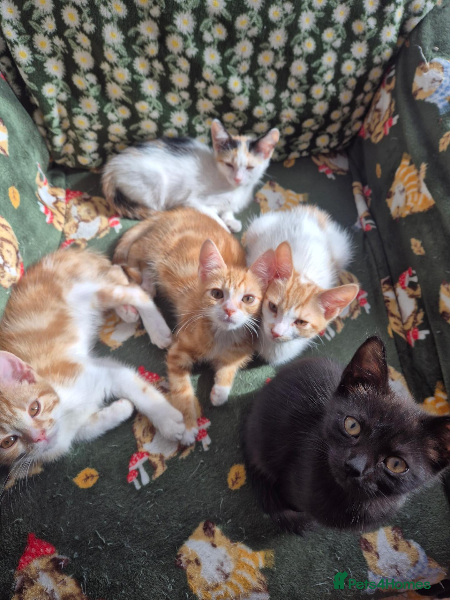 Mixed Breed cats KITTENS READY TO LEAVE - Advert 7