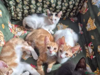 Mixed Breed cats KITTENS READY TO LEAVE - Advert 1