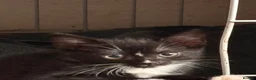 Mixed Breed cats for sale: 9 weeks old girl kitten ready now  - Advert 2