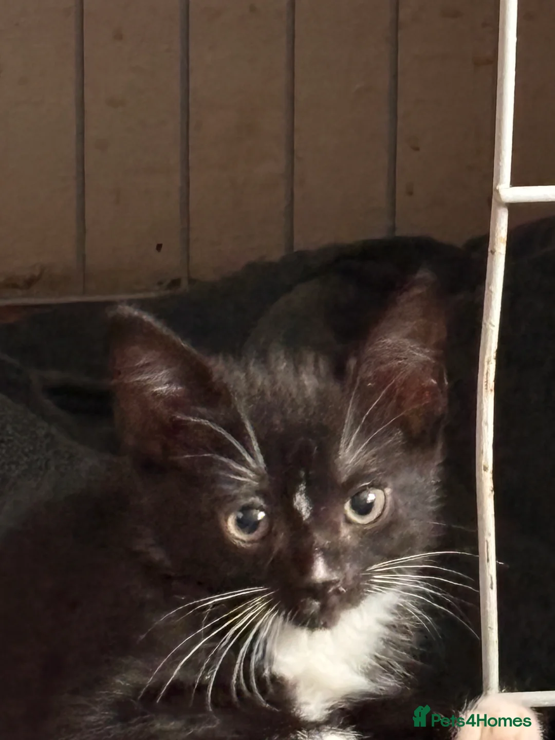Mixed Breed cats for sale: 9 weeks old girl kitten ready now  - Advert 2