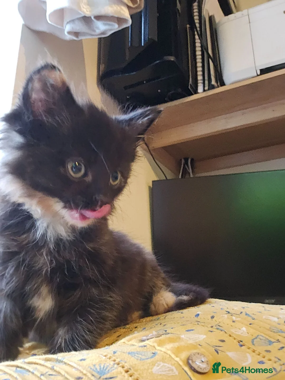 Mixed Breed cats for sale: KITTENS READY NOW - Advert 2
