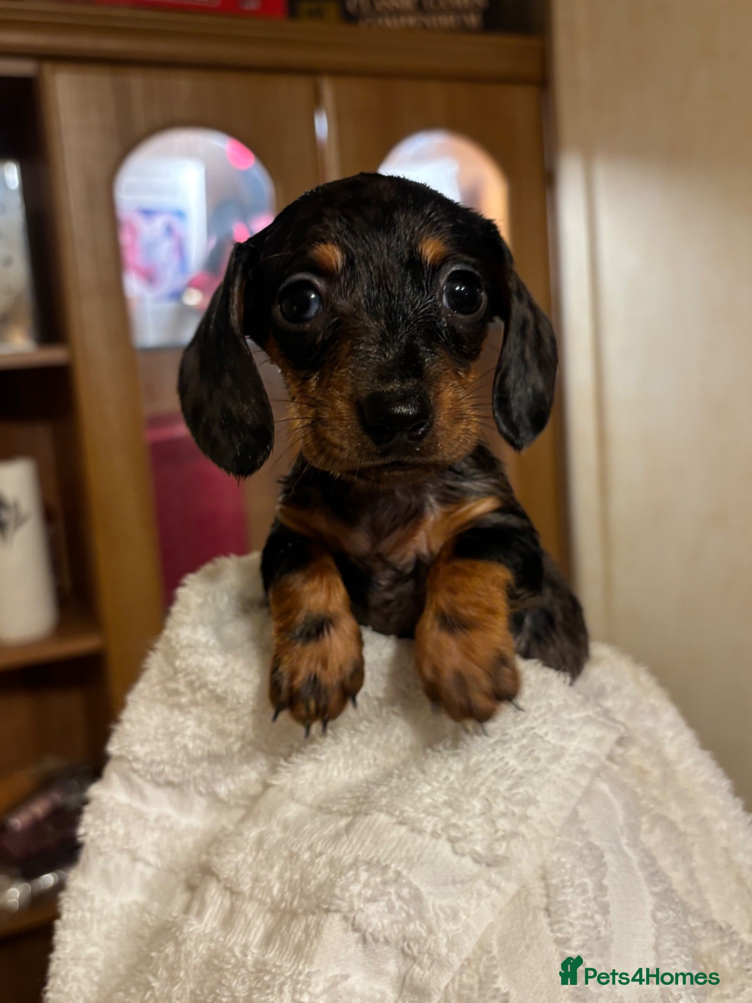 Miniature Dachshund dogs 3 Little Babies Looking For There Forever Homes - Advert 7